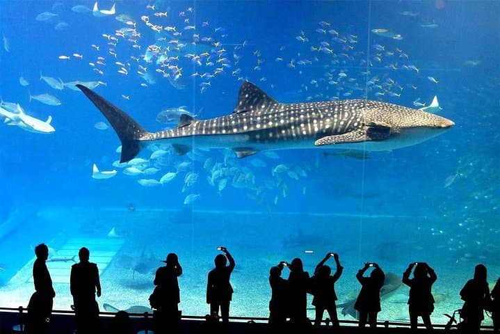 Inside SEA LIFE Bangkok Ocean World: Siam Paragon’s Giant Aquarium Guide photo 1