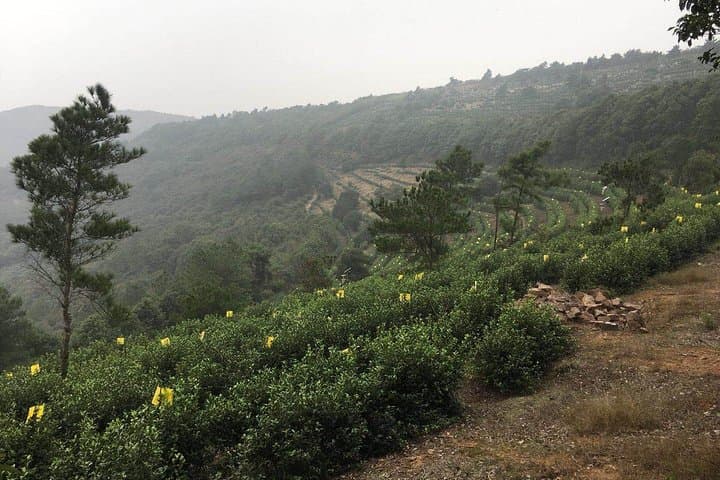 Hike Twenty-Four Bend & Luxiang Ancient Village: Taihu Lake Day Trek from Suzhou photo 4