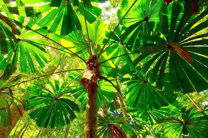 Private Cape Tribulation & Mossman Gorge Day Tour — Daintree Rainforest Day Trip from Cairns photo 5