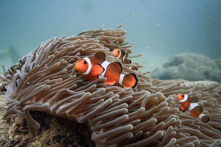 Discover Scuba Diving on Koh Lipe: Beach-Based Intro Dives in the Andaman Sea photo 3