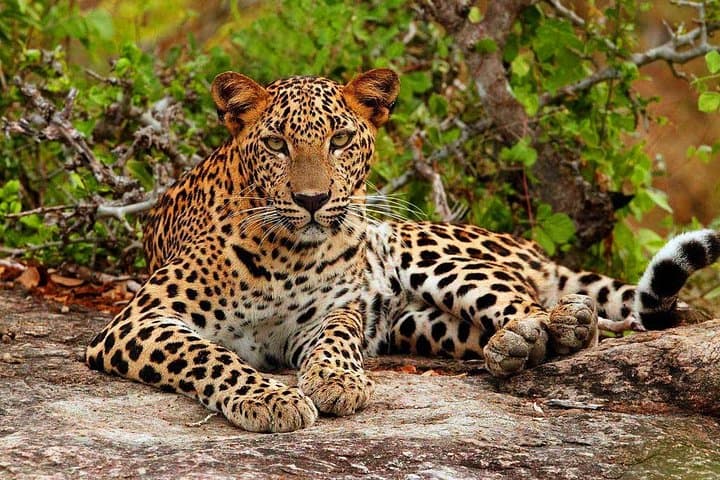 Yala National Park Safari: Private Jeep Tour to See Leopards & Elephants photo 2