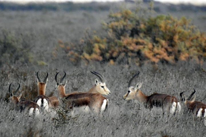 Shirvan National Park Tour: Gazelles, Mud Volcanoes & Steppe Birdwatching from Baku