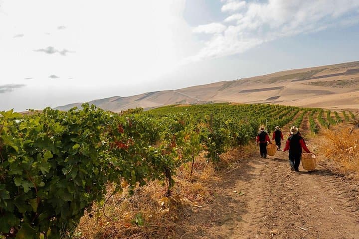 Shamakhi Wine Tour: Vineyard Walks, Cellar Tours & Wine Tastings in Meysari photo 2