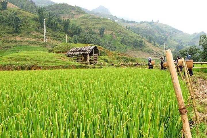 Sapa Terraced Rice Fields and Mountain Views Hike — 4D/3N Cultural Trek photo 4