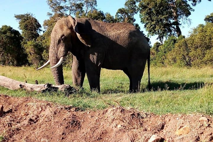 Amboseli Safari Day Trip from Nairobi: Kilimanjaro Views & Maasai Encounters photo 2