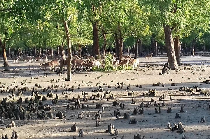 Sundarbans 4-Day Mangrove Expedition from Dhaka — Boat Cruises, Trails & Wildlife
