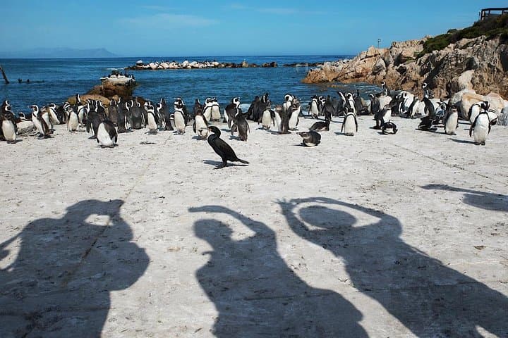 Cape Agulhas Day Tour: Stand Between Two Oceans, Wine Tasting & Penguins photo 6