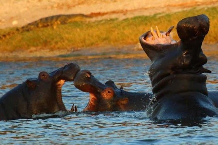 Victoria Falls 4-Day Safari, Zambezi Cruise & Helicopter Experience