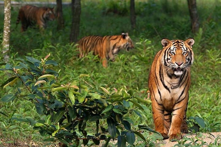 Sundarbans Mangrove Voyage: 3-Day Jungle Book Boat Trip from Khulna