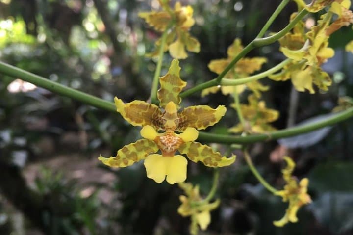 Hiking Curi-Cancha Reserve Monteverde: Cloud-Forest Birding & Wildlife Walk photo 6