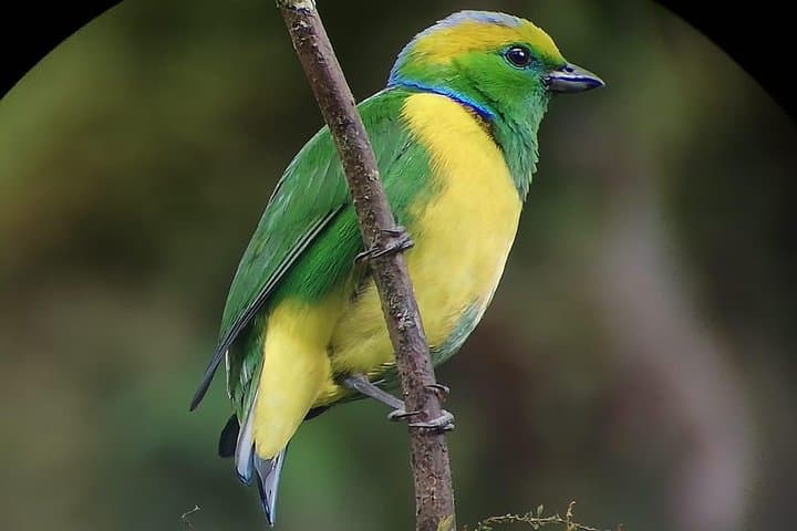 Hiking Curi-Cancha Reserve Monteverde: Cloud-Forest Birding & Wildlife Walk photo 5