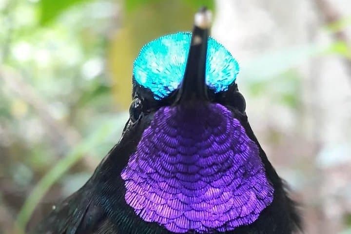 Hiking Curi-Cancha Reserve Monteverde: Cloud-Forest Birding & Wildlife Walk photo 3