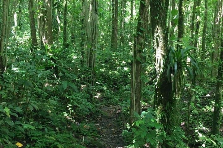 Vermont Nature Trail Hike — Vincentian Parrot Lookout & Rainforest Walk photo 2