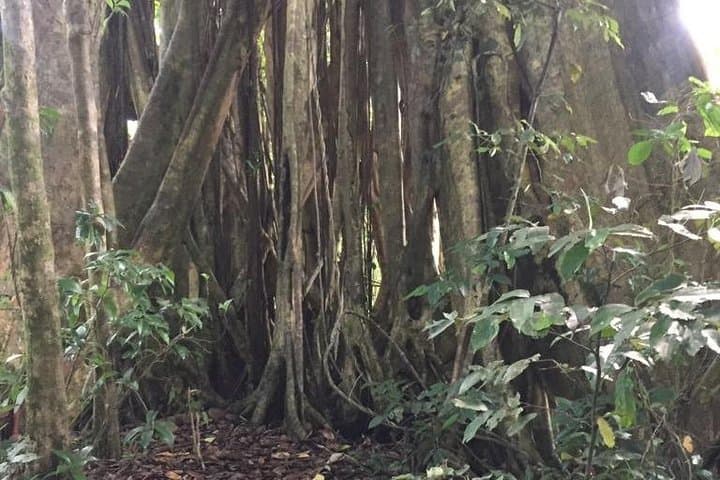 Vermont Nature Trail Hike — Vincentian Parrot Lookout & Rainforest Walk photo 3