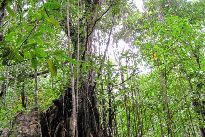 Vermont Nature Trail Hike — Vincentian Parrot Lookout & Rainforest Walk photo 4