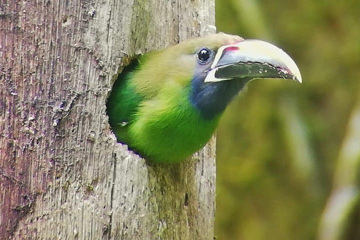 Hiking Curi-Cancha Reserve Monteverde: Cloud-Forest Birding & Wildlife Walk photo 2