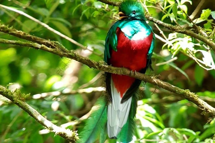 Hiking Curi-Cancha Reserve Monteverde: Cloud-Forest Birding & Wildlife Walk photo 4