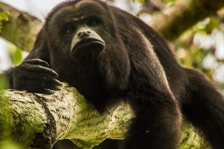 Altun Ha, Howler Monkeys & Rum Factory Day Tour from Belize City photo 2