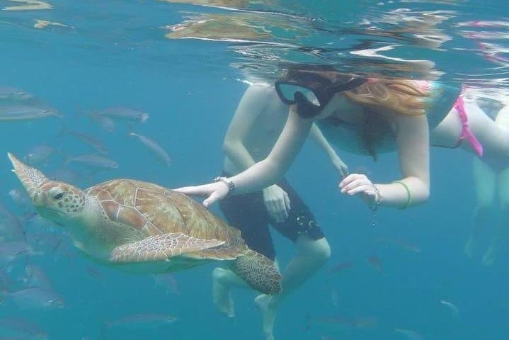Premium Catamaran Lunch Cruise to Sea Turtles on Barbados' West Coast photo 3