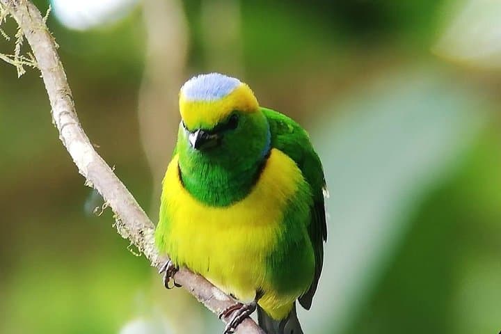 Birdwatching in Monteverde: Guided Tour to Spot Quetzals, Toucans & More photo 2