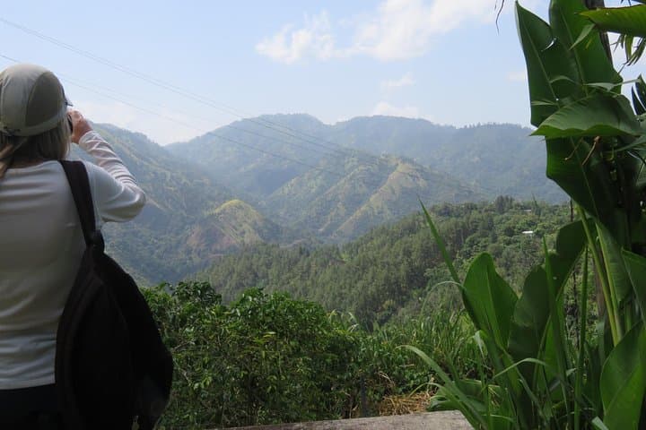 Blue Mountain Path Finder: Guided Blue Mountain Coffee Estate Tour from Kingston photo 6