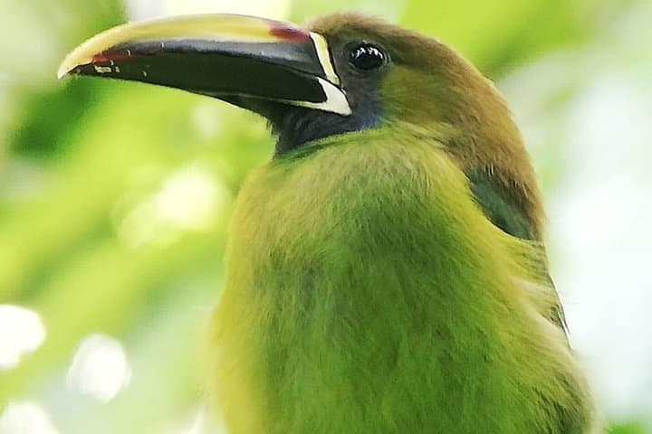 Birdwatching in Monteverde: Guided Tour to Spot Quetzals, Toucans & More photo 4