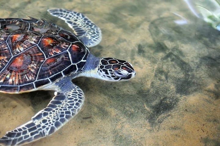 4-Day Sri Lanka Coast Tour — Galle, Mirissa Whales & Yala Safari photo 4