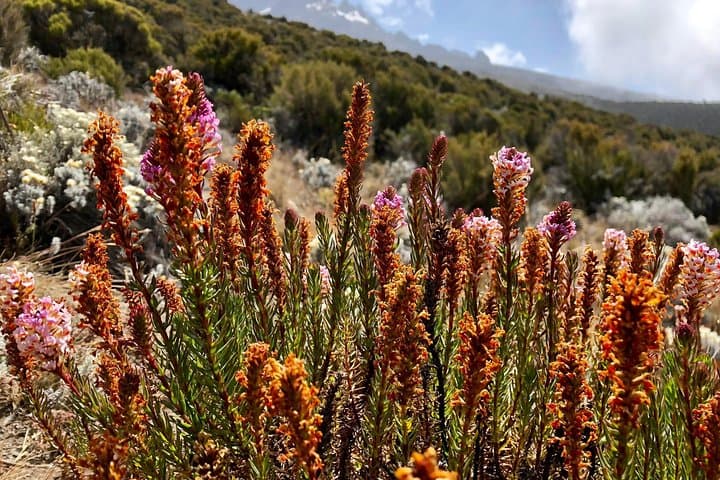 Kilimanjaro Lemosho Route: 12-Day Summit and Camping Safari photo 4
