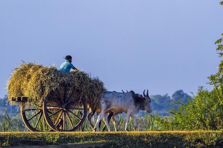 9-Day Adventure & Wildlife Tour in Sri Lanka: Wilpattu, Sigiriya, Minneriya and Pasikuda photo 4