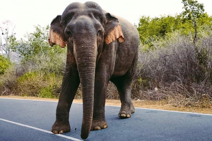 9-Day Adventure & Wildlife Tour in Sri Lanka: Wilpattu, Sigiriya, Minneriya and Pasikuda photo 2