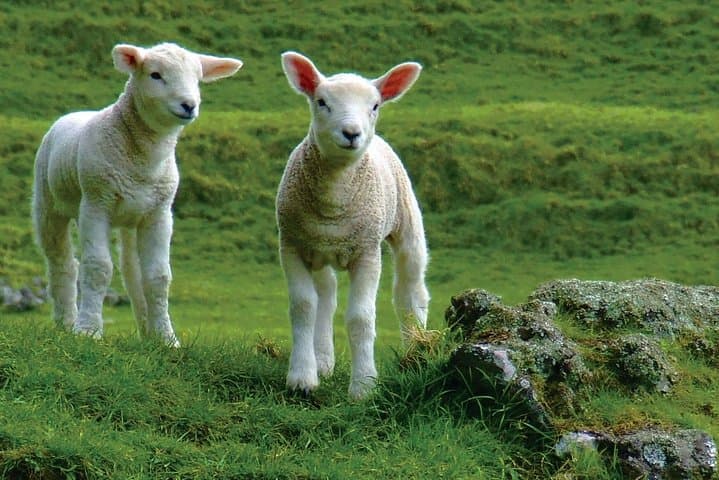 Arthur's Pass Day Tour from Lyttelton — Sheep Farm, Otira Gorge & Alpine Village photo 4