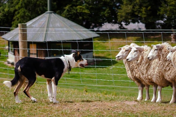 Arthur's Pass Day Tour from Lyttelton — Sheep Farm, Otira Gorge & Alpine Village photo 6