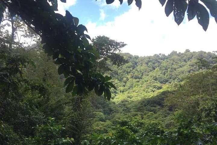 Vermont Nature Trail Hike — Vincentian Parrot Lookout & Rainforest Walk photo 5