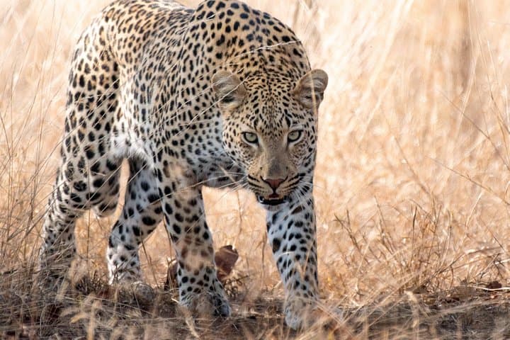 Sunrise-to-Sunset Photographic Safari from Hazyview to Kruger Park photo 2