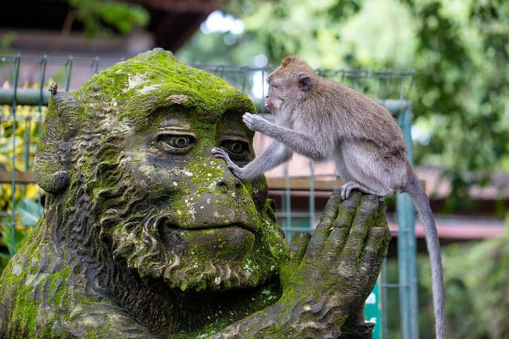 Ubud & Mount Batur Private Day Trip — Monkey Forest, Rice Terrace & Volcano Views photo 4