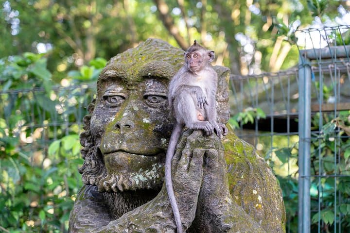 Ubud Temples, Rice Terraces & Monkey Forest: Private Full-Day Bali Tour photo 4