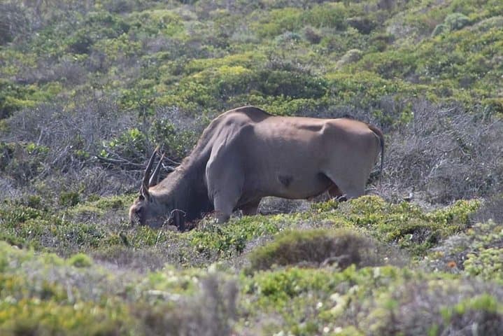 Private Cape Peninsula Tour: Cape of Good Hope, Seal Island & Boulders Beach Penguins photo 6