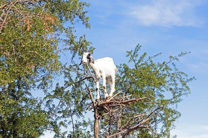 Agadir & Taghazout Goat Tree Tour and Souk El Had Market Experience photo 3
