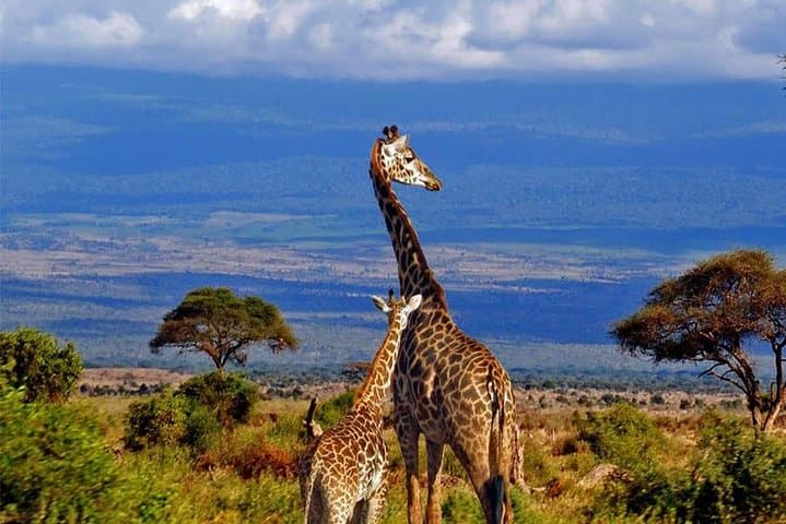 Conquer Kilimanjaro via the Machame Route: 6-Day Summit Guide