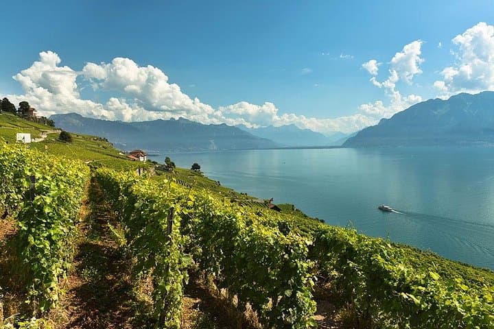 Private Wine Tasting at Lavaux Vineyards — Day Trip from Geneva photo 2