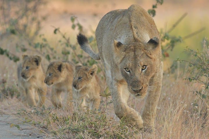 Sunrise-to-Sunset Photographic Safari from Hazyview to Kruger Park photo 3