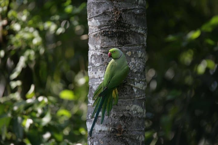 Birdwatchers Quest: Muthurajawela Wetlands Birding Tour from Colombo photo 3