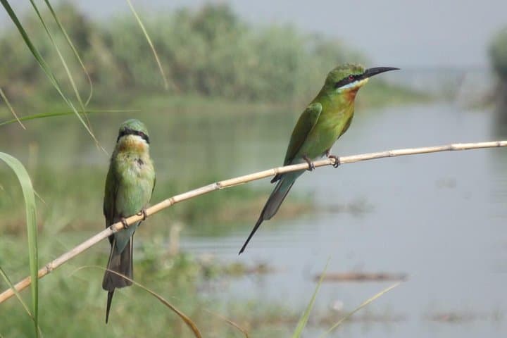 Birdwatchers Quest: Muthurajawela Wetlands Birding Tour from Colombo photo 4
