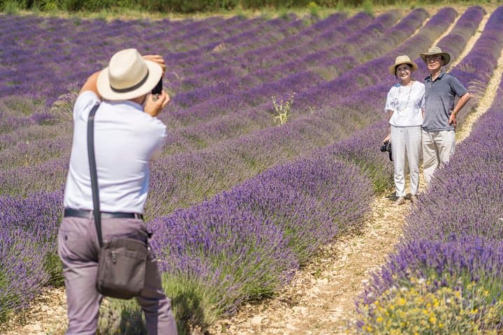 Lavender in Sault: Half-Day Small-Group Tour from Avignon photo 2