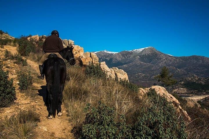 Horseback Riding in Madrid's Sierra de Guadarrama — Half-Day Trail Ride photo 5
