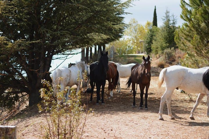 Horseback Riding in Sierra de Guadarrama: Long Trail from Madrid photo 2