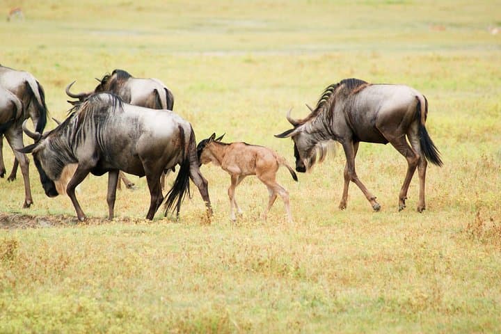 5-Day Serena Luxury Tanzania Safari: Tarangire, Serengeti & Ngorongoro photo 2