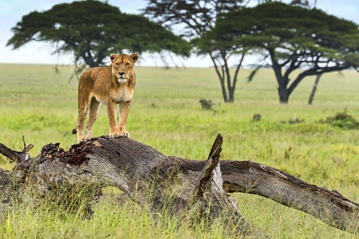 5-Day Serena Luxury Tanzania Safari: Tarangire, Serengeti & Ngorongoro photo 3