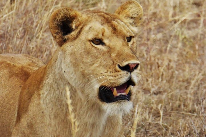 5-Day Serena Luxury Tanzania Safari: Tarangire, Serengeti & Ngorongoro photo 4