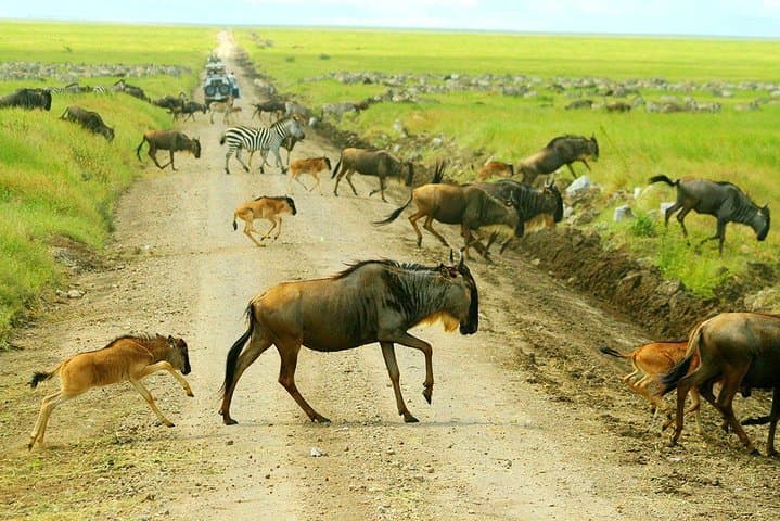 5-Day Serena Luxury Tanzania Safari: Tarangire, Serengeti & Ngorongoro photo 5
